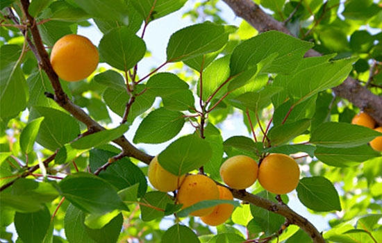 立夏吃個杏，到老沒有病