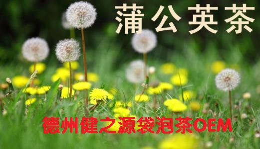 蒲公英茶，今天您喝了嗎？