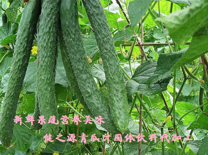 青瓜的六大營養(yǎng)價值，你知道嗎？